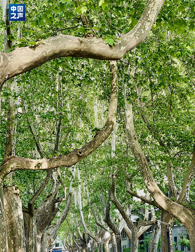 WG����(�й���)-�ٷ���վ